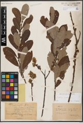 Foto von Salix cinerea L.